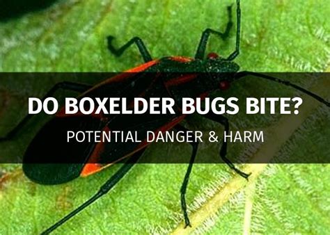 box elder tree distribution|box elder bugs are dangerous.